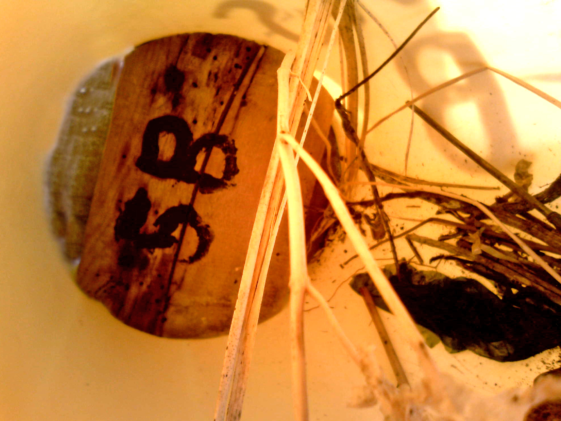 OPAS 5B